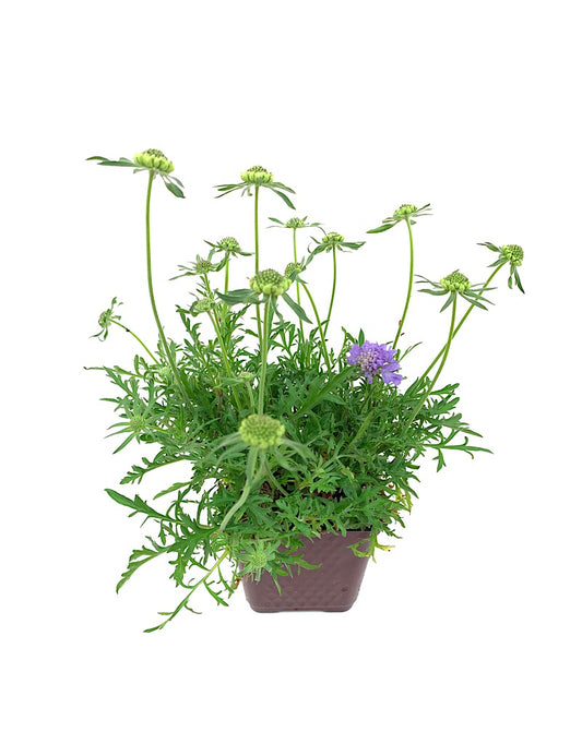 Scabiosa 'Blue Note'  4 inch