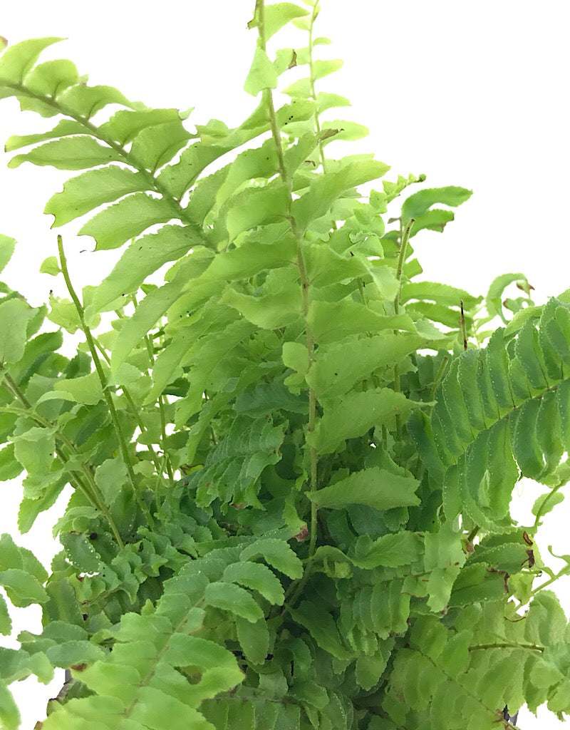 Nephrolepis exaltata 'Compacta'  4 inch