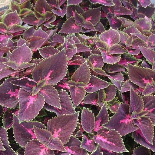 Coleus 'Fifth Avenue' 4 Inch