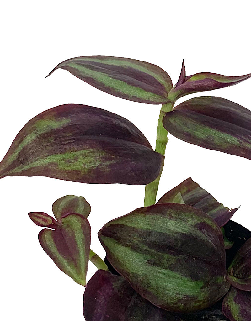 Tradescantia zebrina 'Purple' 2 Inch