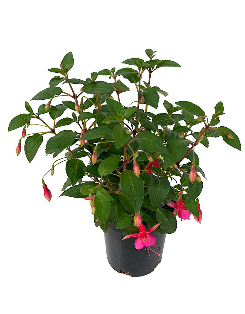 Fuchsia 'June Bride' 1 Gallon