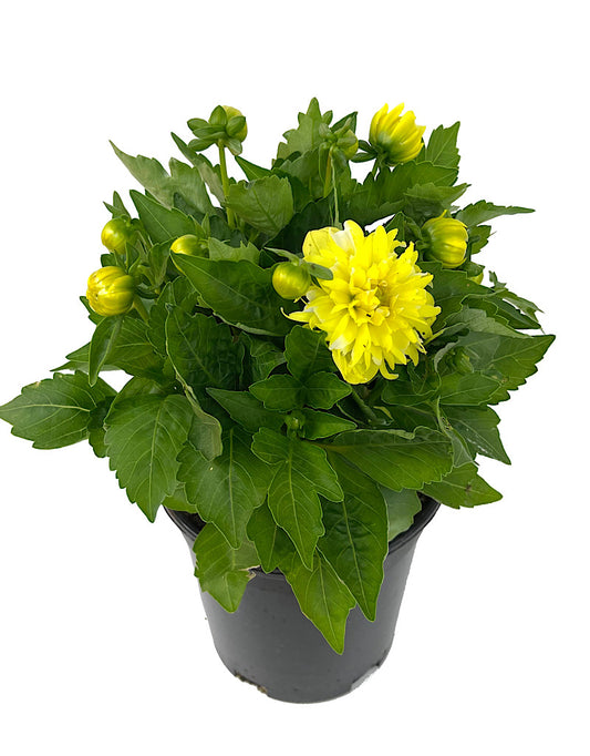 Dahlia 'Hypnotica Yellow' 1 Gallon