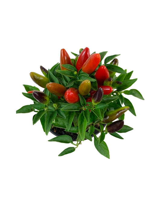 Capsicum annuum 'Acapulco Multicolor' 4 Inch