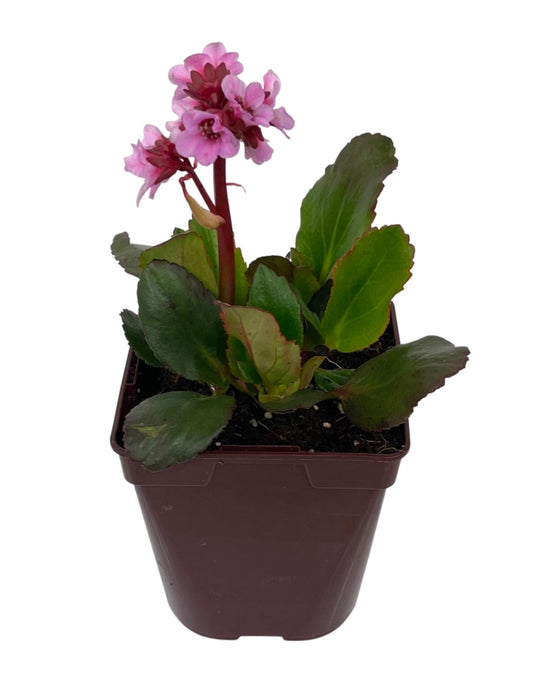 Bergenia 'Spring Fling'