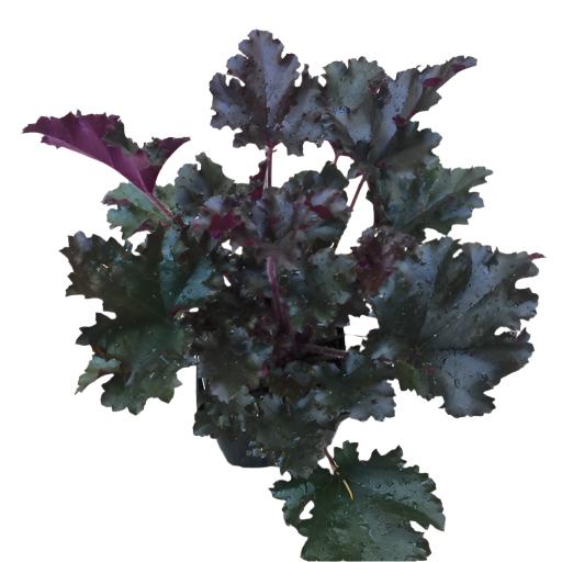 Heuchera 'Dark Secret' 1 gal