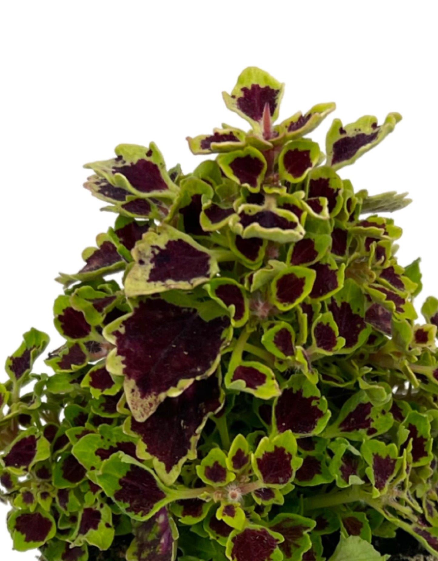 Coleus 'Great Falls Niagara' 4 Inch