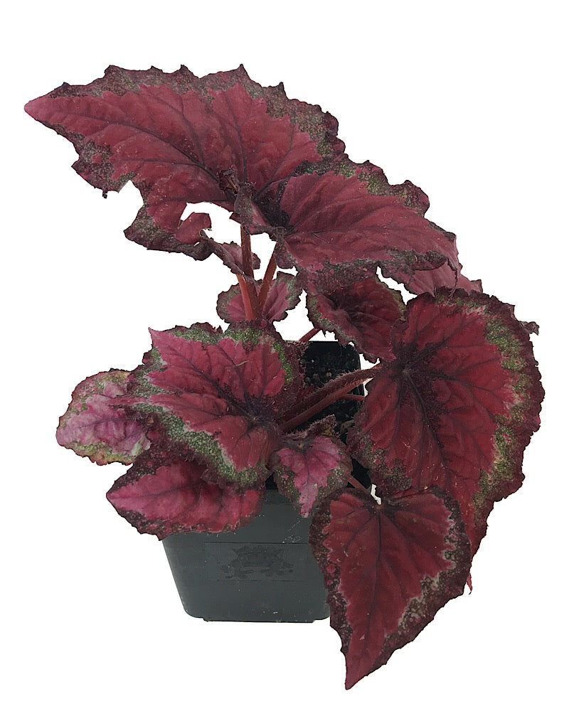 Begonia rex 'Ideal Red' - Quart