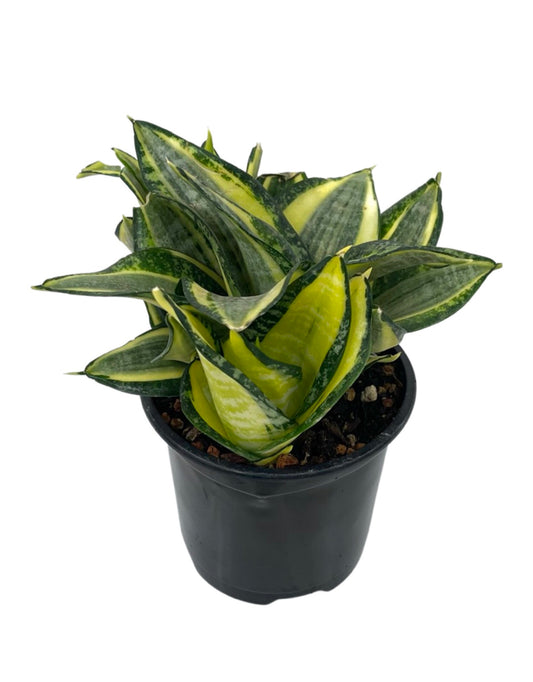 Sansevieria trifasciata 'Golden Hahnii' Quart