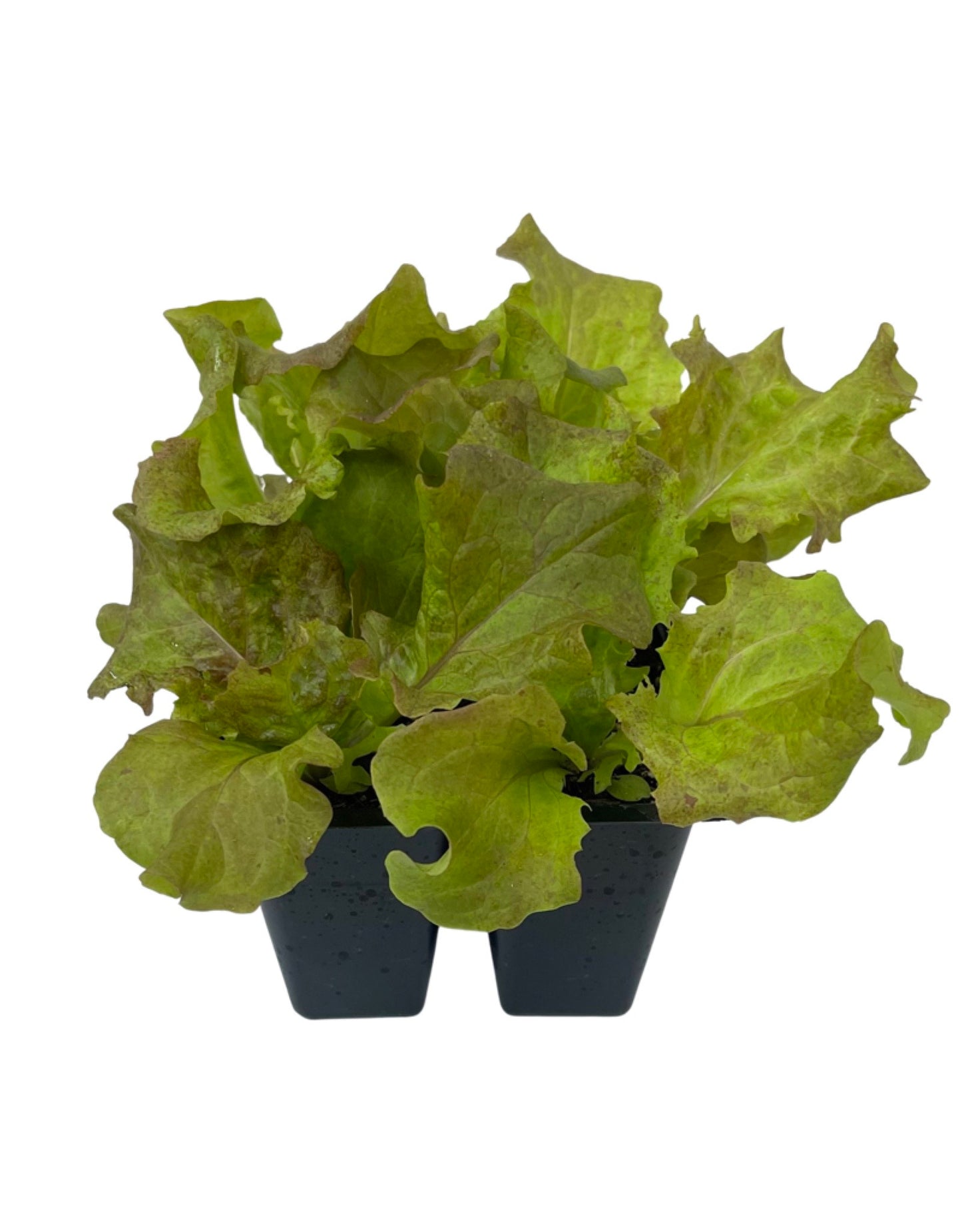 Lettuce 'New Red Fire' Jumbo Traypack