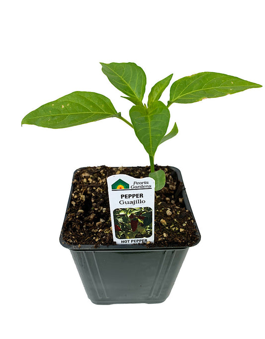 Pepper 'Guajillo'  4 inch