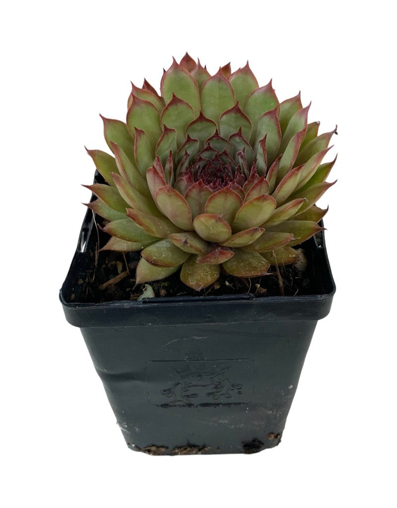 Sempervivum 'Chick Charm Autumn Apple'