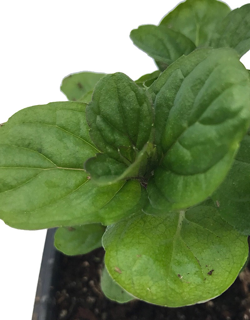 Mint 'Spearmint' 4 Inch