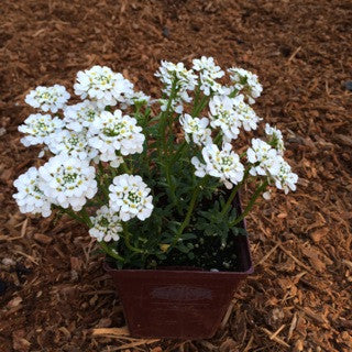 Iberis sempervirens 'Purity'