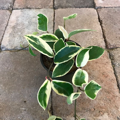 Hoya carnosa 4 Inch