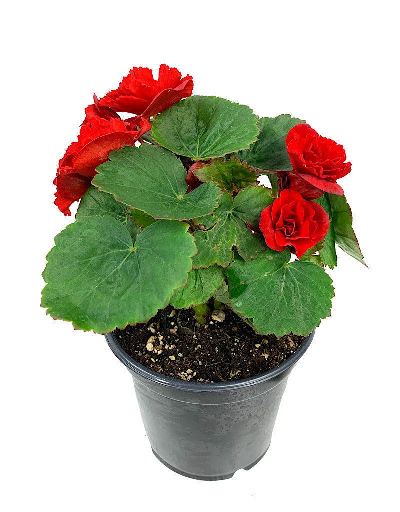 Solar Begonia