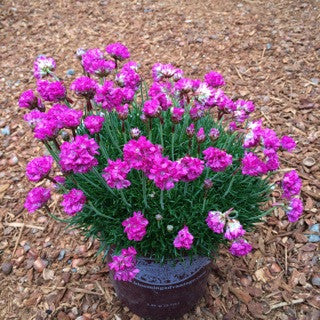 Armeria maritima 'Dusseldorf' 1 gal