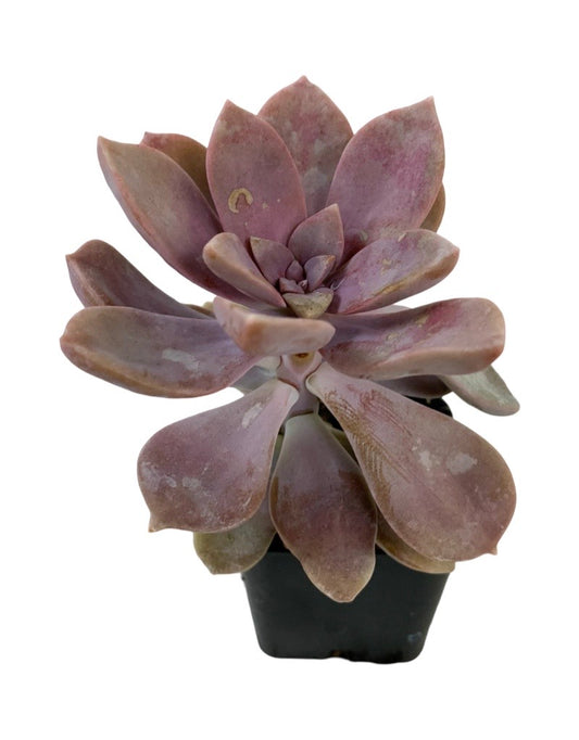 Graptopetalum pentandrum superbum