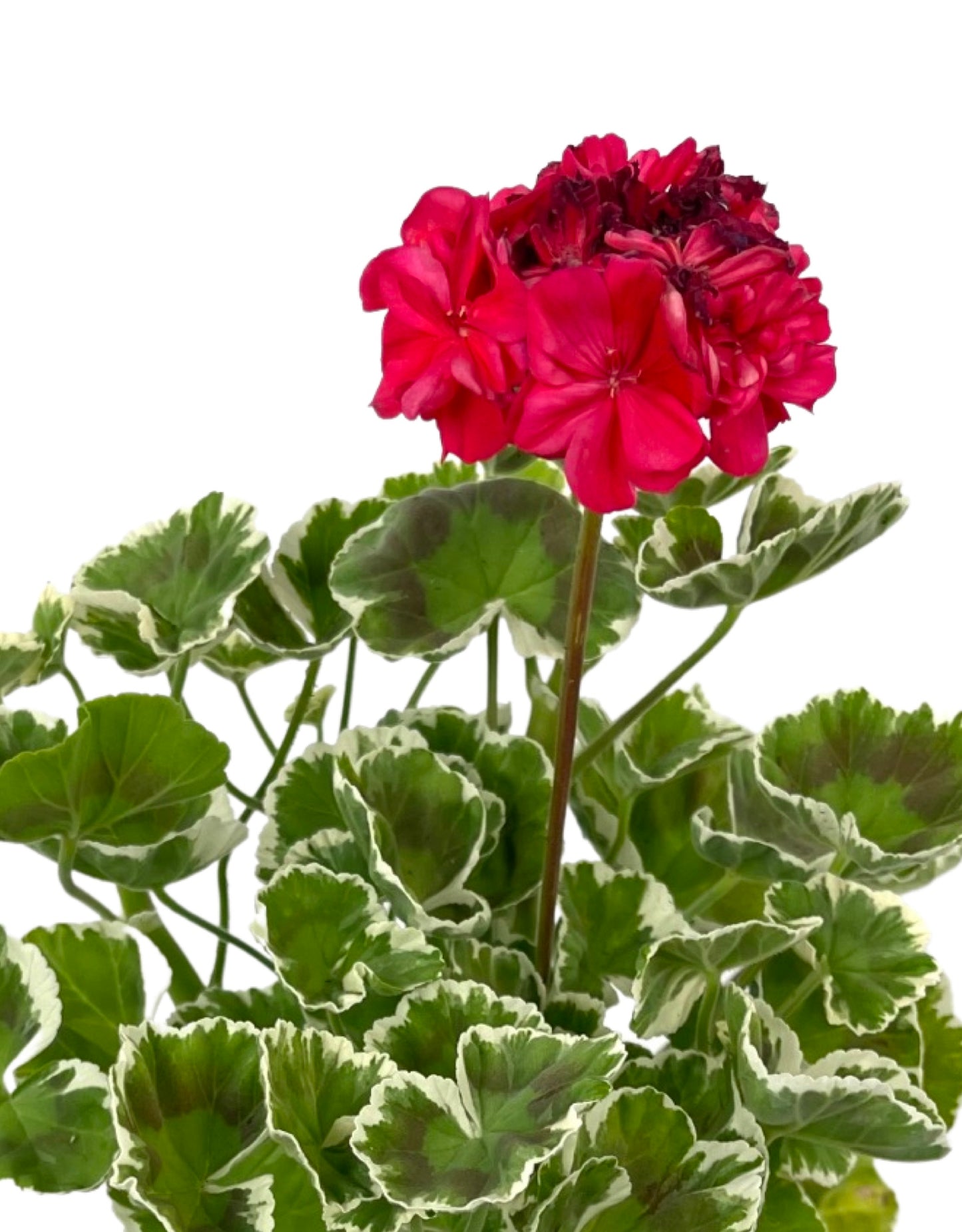 Geranium Fancy Leaf 'Wilhelm Langguth' 5 Inch