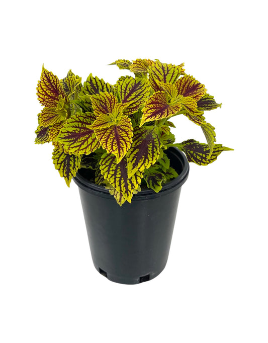 Coleus 'Main Street Venice Boulevard' 6 Inch