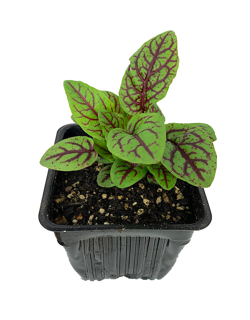 Sorrel 'Blood Veined' 4 Inch