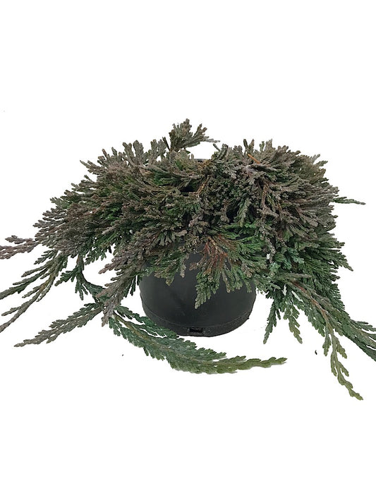 Juniperus h. 'Pancake' 4 inch