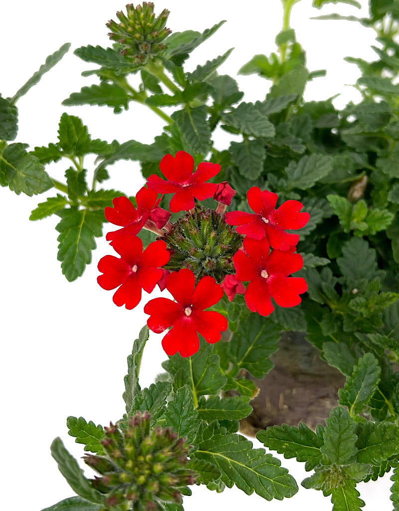 Verbena 'Firehouse Red  4 Inch