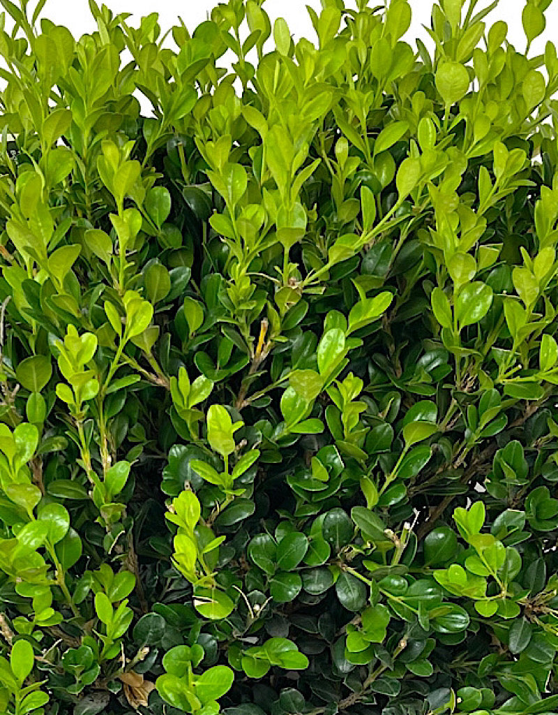 Buxus 'Winter Gem' Globe 5 Gallon