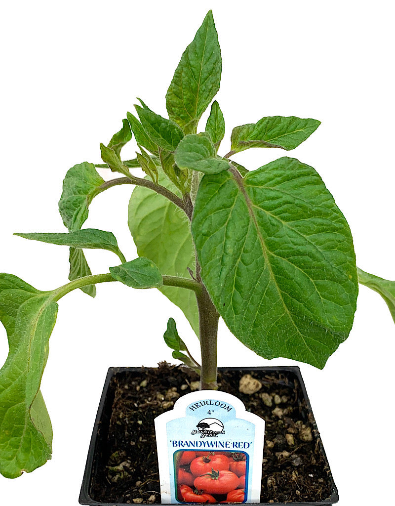 Tomato 'Brandywine Red' 4 Inch