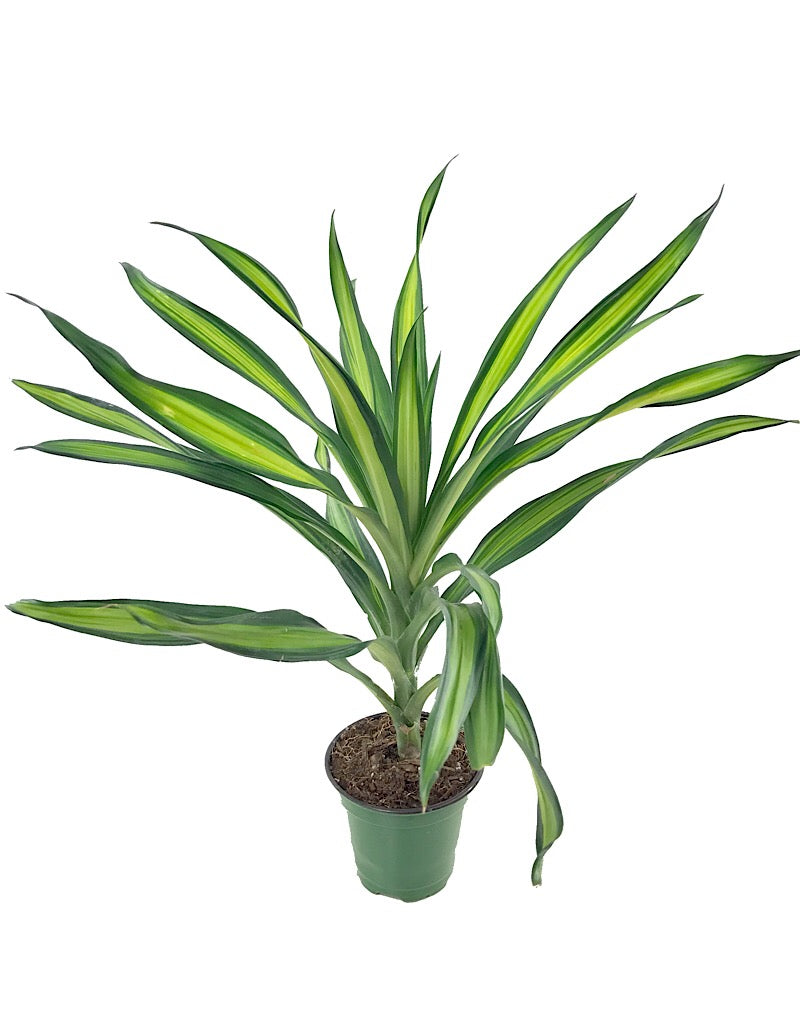 Dracaena 'Rikki' 4 inch