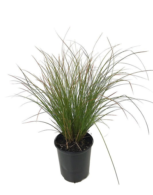 Carex testacea 'Orange Sedge' 1 Gallon