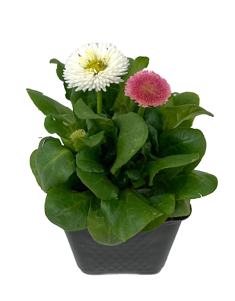 Bellis p. 'Tasso Mix' 4 Inch