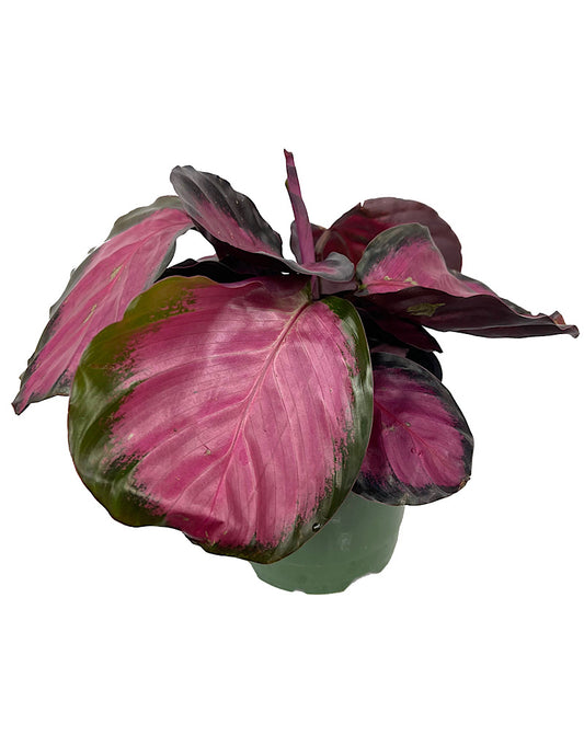 Calathea roseopicta  €˜Rosey  4 Inch