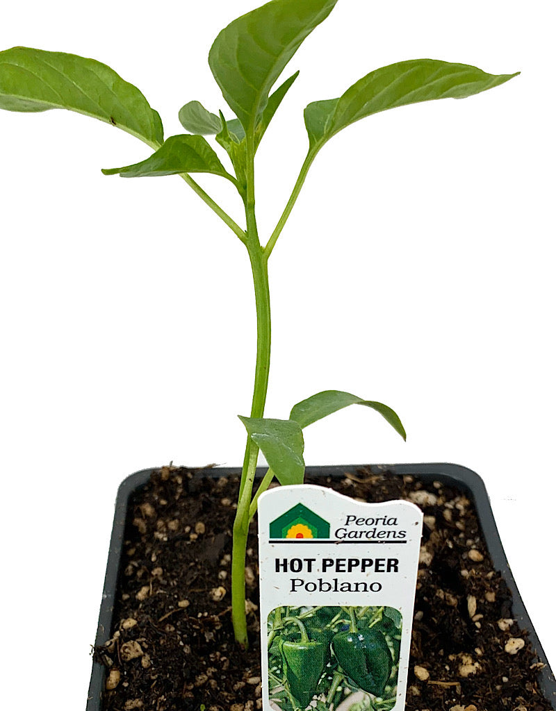 Pepper 'Poblano'  4 inch