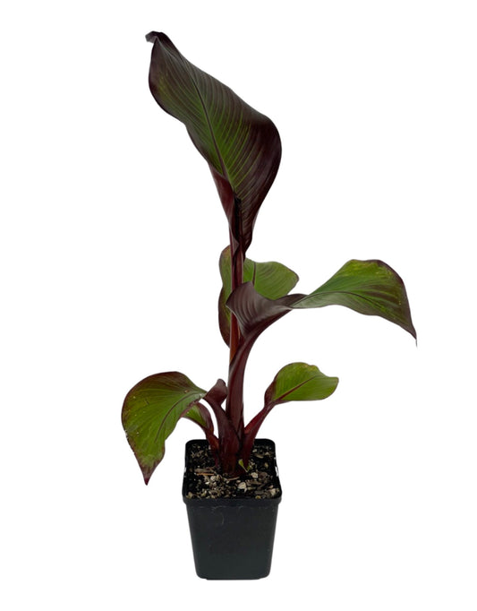 Ensete ventricosum 'Maurelii'