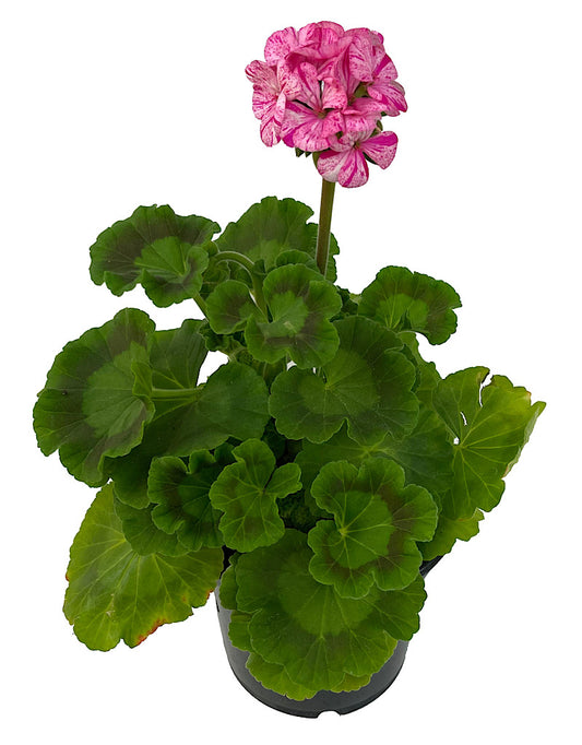 Geranium Zonal  €˜Glitter Pink  5 Inch