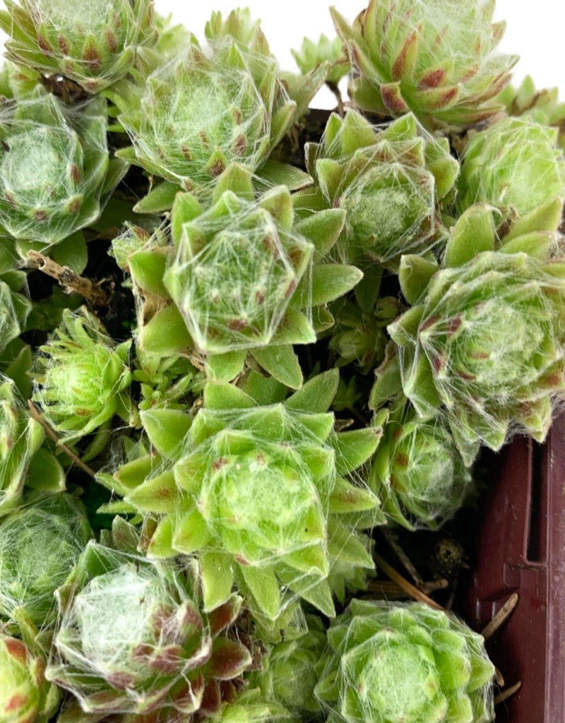 Sempervivum arachnoideum 'Stansfieldii'