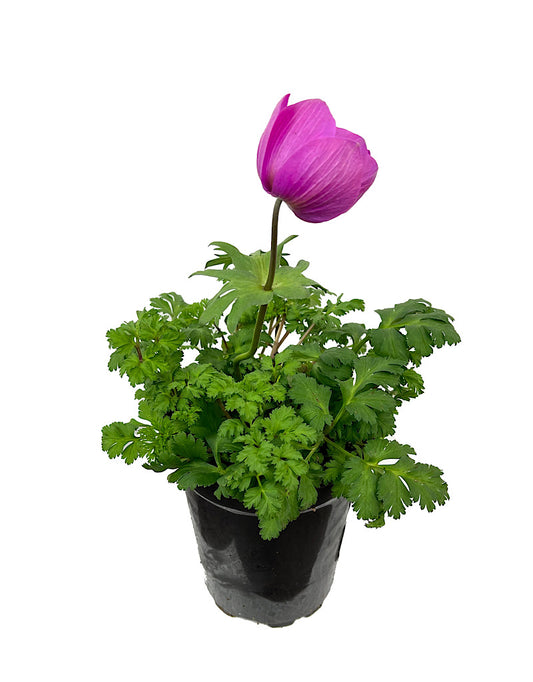 Anemone 'Harmony Orchid' Quart