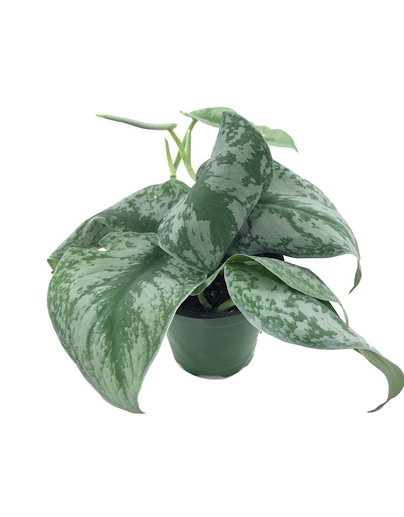 Pothos 'Silver Splash' 4 inch