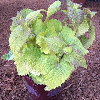 Agastache 'Golden Jubilee'- 1 gal