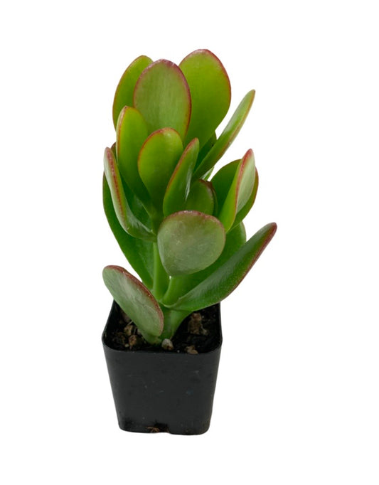 Crassula ovata 2 inch