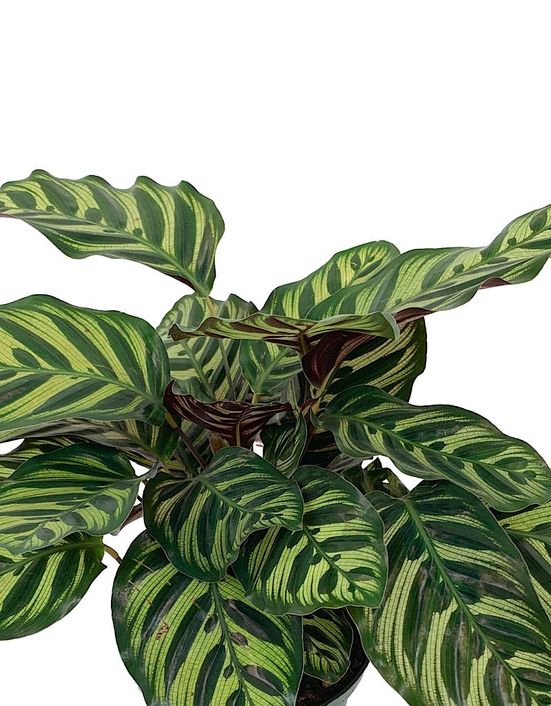 Calathea makoyana