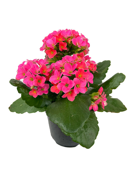 Kalanchoe 4 Inch