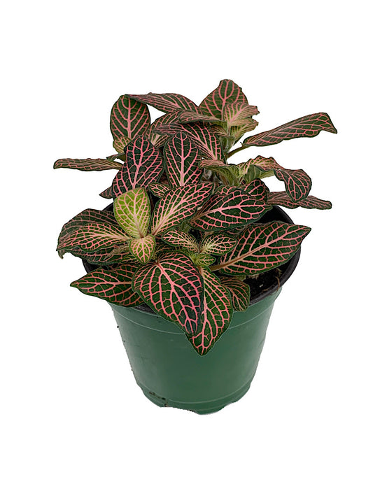 Fittonia verschaffeltii  €˜Josan Mini'  4 inch