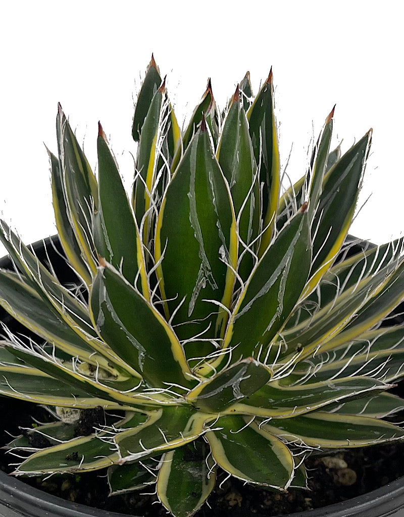 Agave schidigira  €˜Shira-Ito-No-Ohi  1 Gallon