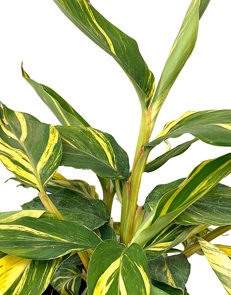 Alpinia zerumbet 'Variegata'  1 Gal