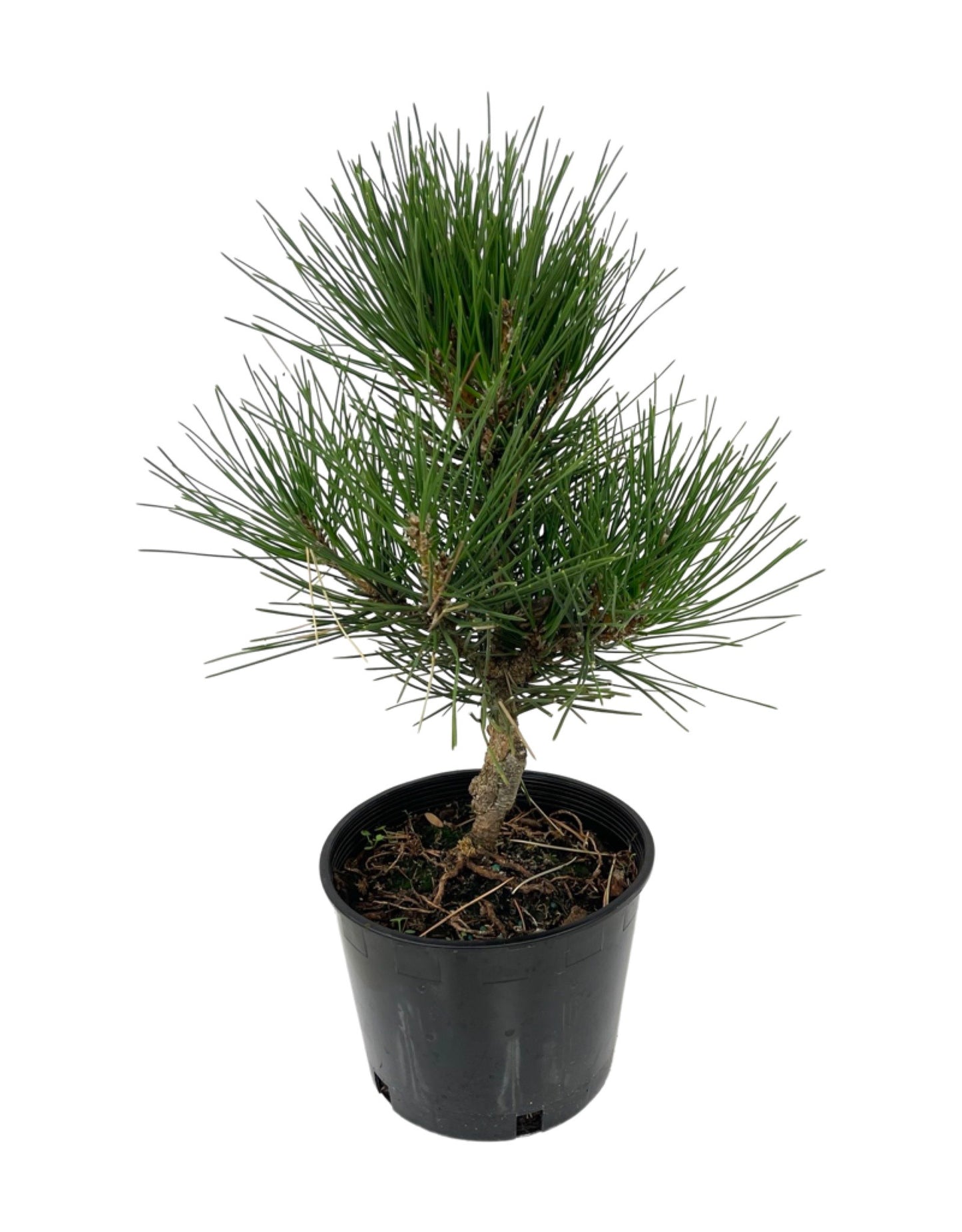 Pinus thunbergiana 'Hakuho' 1 Gallon