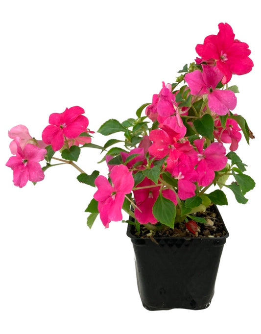 Impatiens 'Beacon Rose' 4 Inch