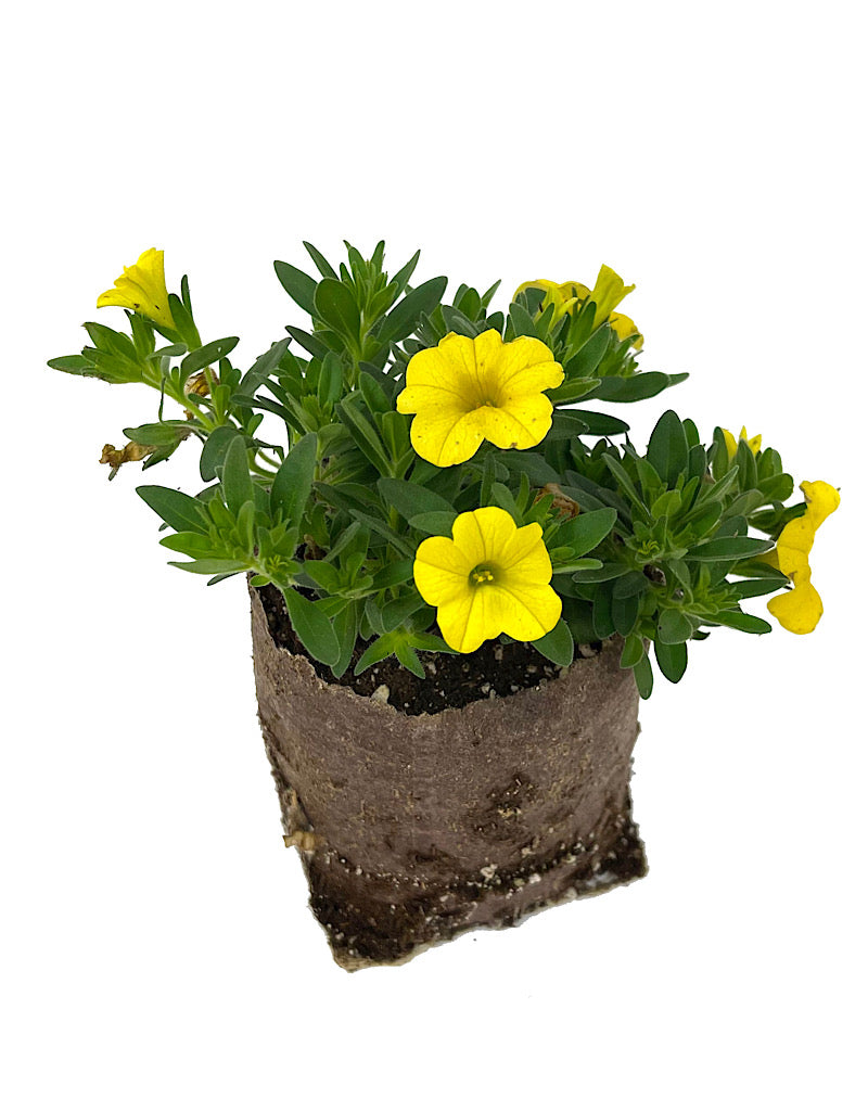 Calibrachoa 'Conga Deep Yellow' 4 Inch