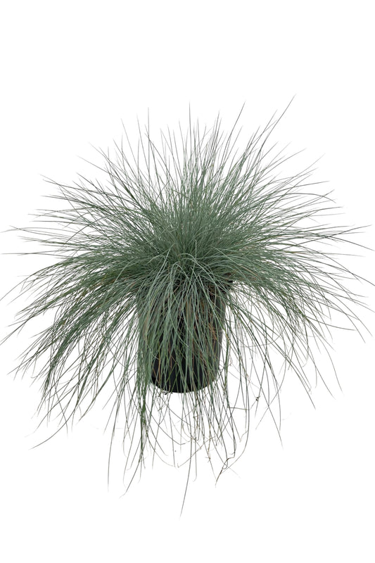 Festuca amethystina 'Superba' 1 Gallon