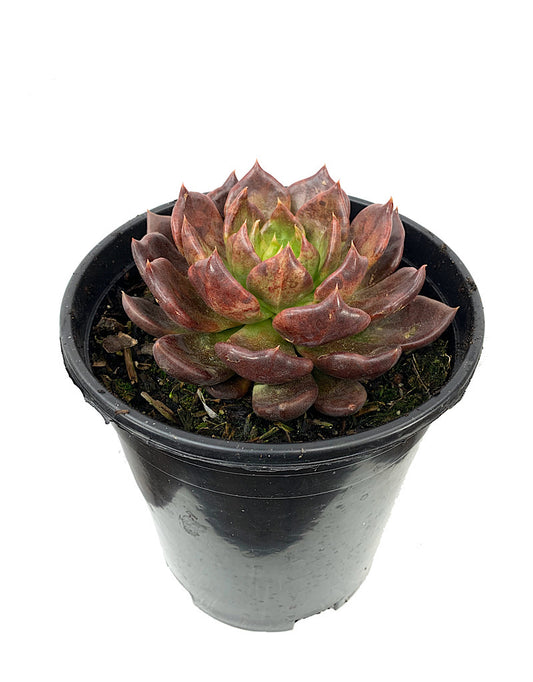 Echeveria 'Black Prince'